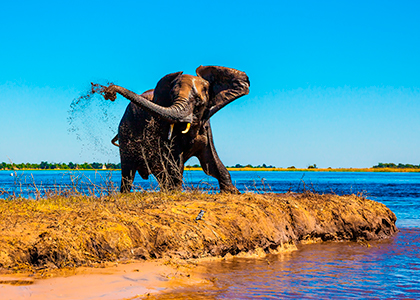 Elefant i Bostwana