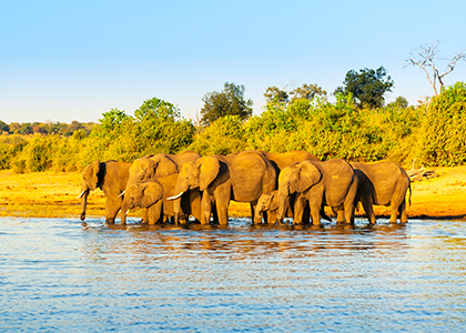 Elefanter i Chobe River