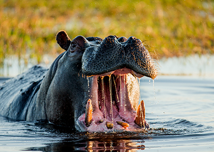 Flodhest i Okavango Delta, Botswana