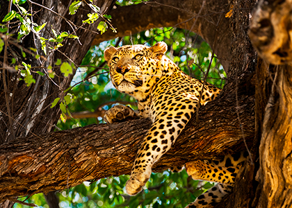 Leopard i Botswana