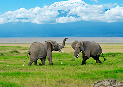 Elefanter i Amboseli National Park