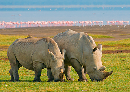 Næsehorn i Lake Nakuru