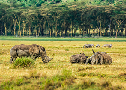 Hvide næsehorn i Lake Nakuru National Park
