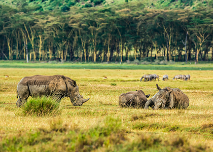 Hvide næsehorn i Lake Nakuru National Park