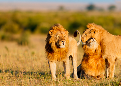 Løver i Masai Mara, Afrika