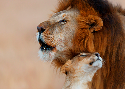 Løver i Masai Mara