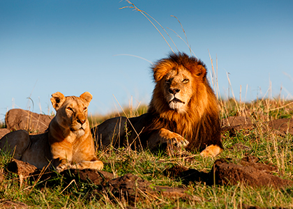 Løver i Masai Mara