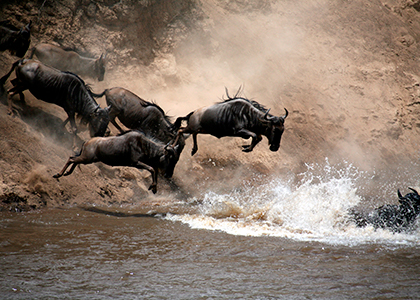 Gnu krydser Mara River i Masai Mara National Park