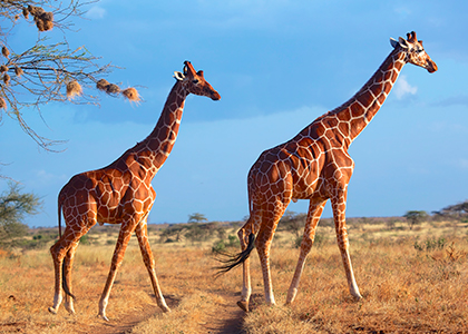Giraffer i Kenya