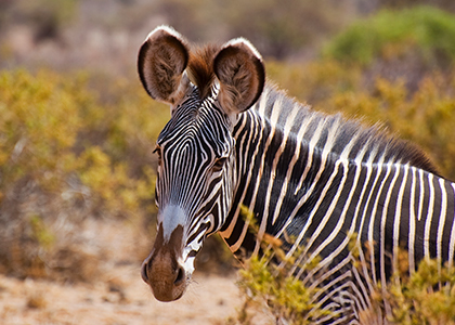 Zebra i Samburu National Park, Kenya