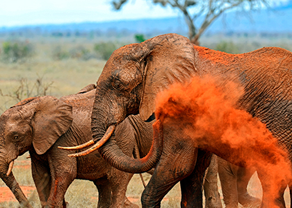 Elefanter i Tsavo East National Park, Kenya