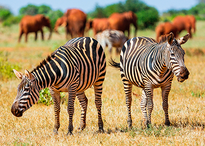 Zebraer på savannen i Tsavo East