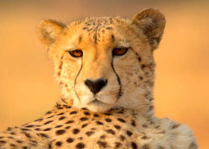 Gepard i Okonjima, Namibia