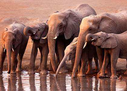 Elefanter ved et vandhul Etosha National Park