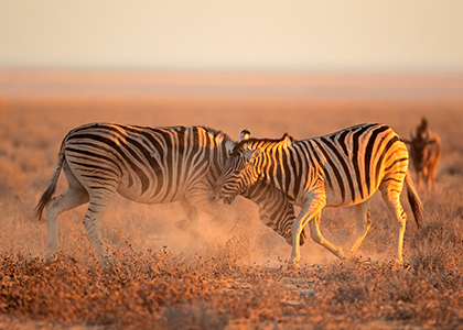 Zebraer i Etosha National Park