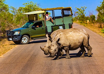 Game drive i Kruger National Park