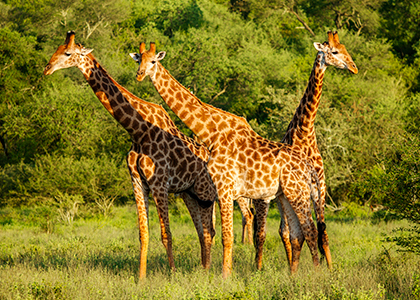 Giraffer i Kruger National Park, Sydafrika