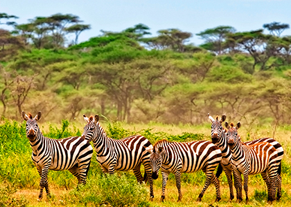 Zebraer i Kruger National Park