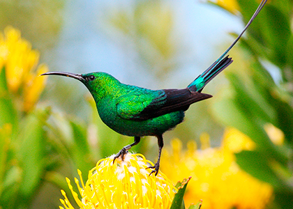 Malachite Sunbird i Sydafrika