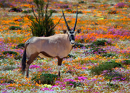 Namaqualand