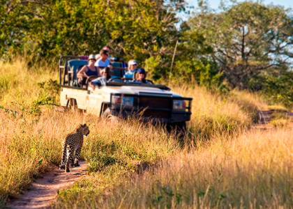 Safari Game Drive i Sydafrika