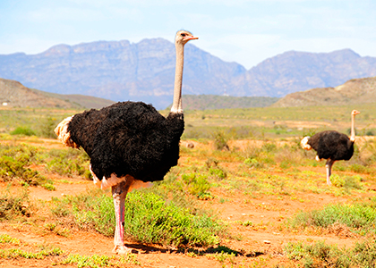 To strudse i Oudtshoorn, Sydafrika