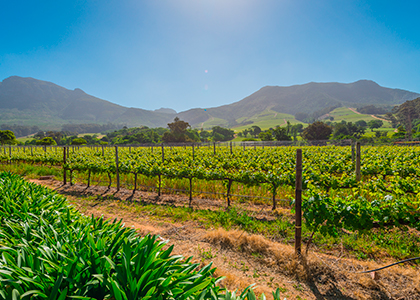 Winelands, vinmarker i Sydafrika