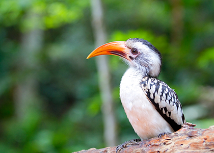 Yellowbilled Hornbill