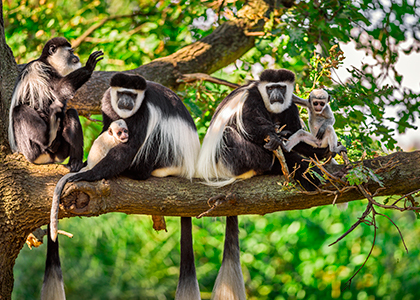 Colobusaber i et træ i Tanzania