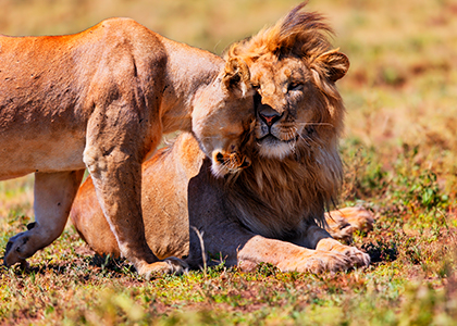 Løver i Tanzanias Ngorongoro Crater