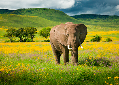 Elefant i Ngorongoro området