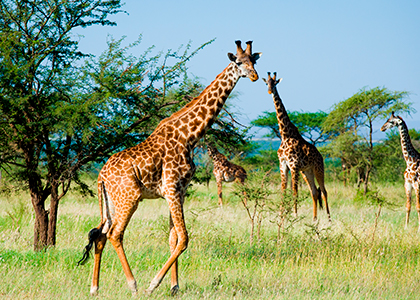 Giraffer i Serengeti National Park