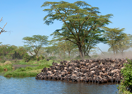 Gnuvandring i Serengeti National Park