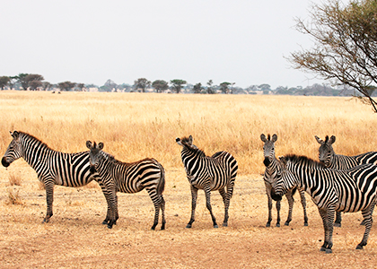 Tarangire National Park