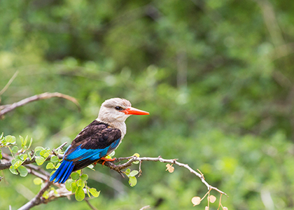 Woodland Kingfisher i Lake Manyara, Tanzania