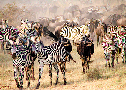 Vilde zebraer i Serengeti National Park