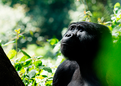 Bjerggorilla i Bwindi National Park