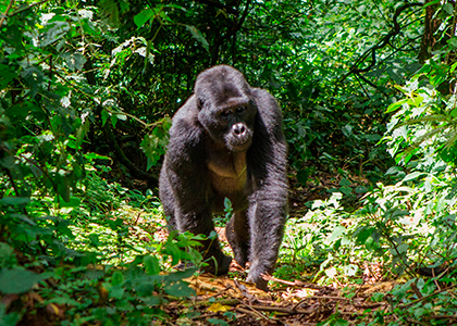 Bjerggorilla i Uganda