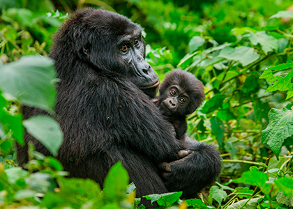 Gorilla i Bwindi National Park