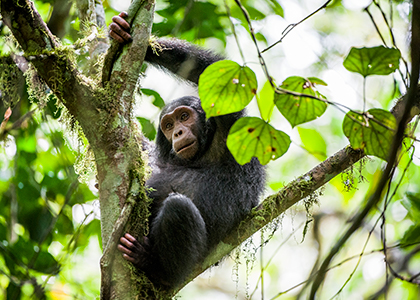 Chimpanse i Uganda