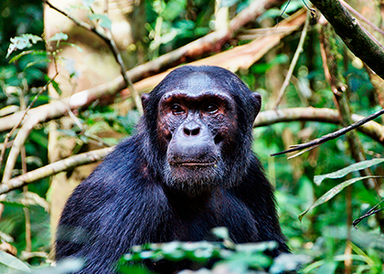 Chimpanse i Kibale Forest National Park, Uganda