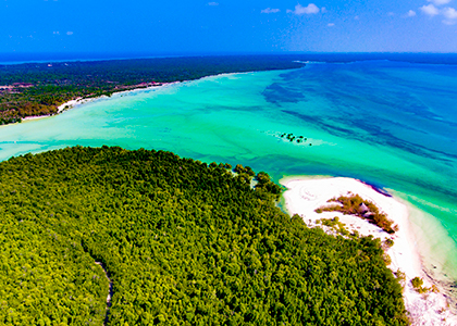 Mangrove Forest på Zanzibar